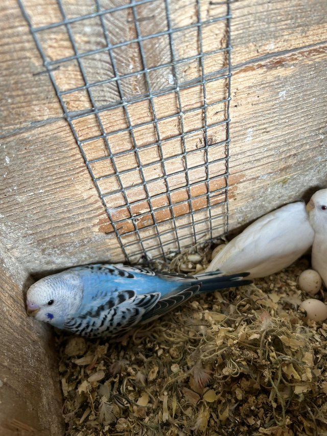 Preview of the first image of Beautiful young Budgies for sale.