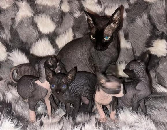 Image 4 of Sphynx kittens beautiful temperaments and colours
