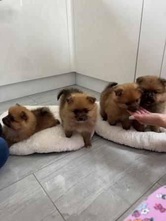 Image 6 of Pomeranian puppies extra fluffy 1 girl and 1 boy available