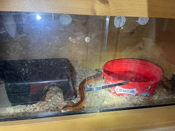 Image 5 of 3 corn snakes want forever home