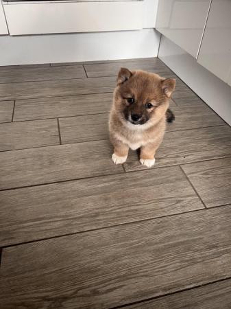 Image 5 of Shiba Inu X puppy for sale