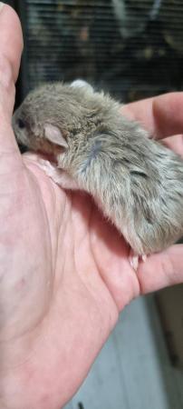 Image 1 of Tame Young/baby rats for sale (guaranteed tame)