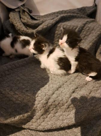 Image 10 of 2 of our cats have had a litter of kittens for reservation.