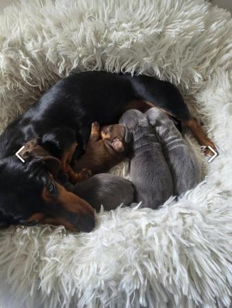 Image 3 of **Beautiful miniture smoth and long hair Dachshund pups