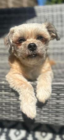 Image 2 of Looking for my forever home 2 shihpoo puppies