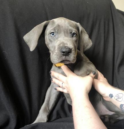 Image 11 of READY NOW! 12 x Healthy Chunky Solid Blue Great Dane Puppies