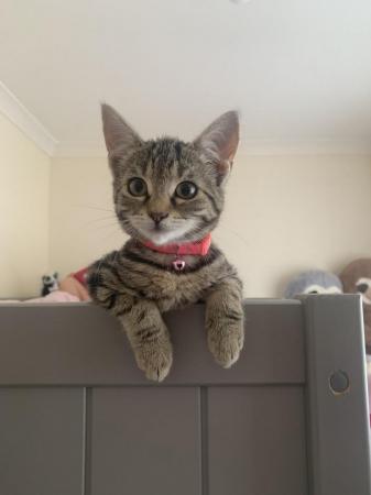 Image 7 of Beatifully Marked Tabby Kittens