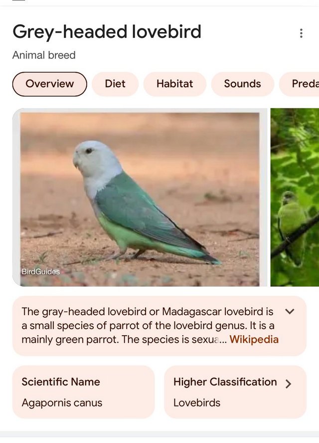 Preview of the first image of WANTED Madagascar Lovebird.