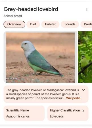 Image 1 of WANTED Madagascar Lovebird