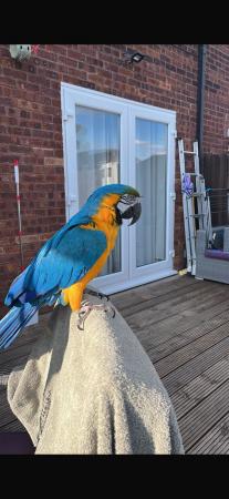 Image 7 of Female blue and gold macaw
