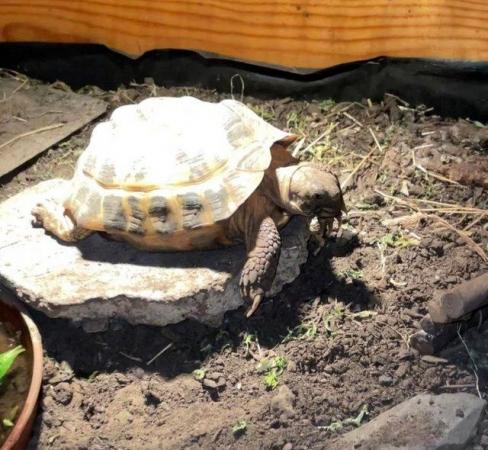 Image 1 of Horsefield Tortoise and set up