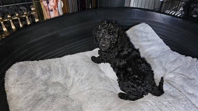 Standard Poodle Puppies Mixed litter for sale in York, North Yorkshire - Image 17