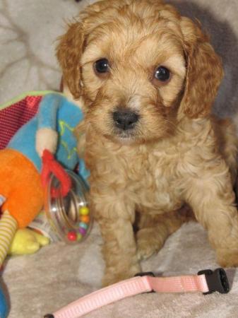Image 21 of RED KC REG TOY POODLE FOR STUD ONLY! HEALTH TESTED