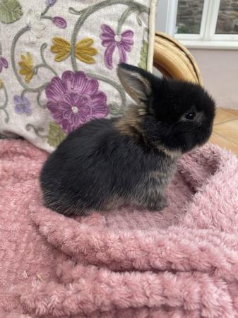 Image 5 of Indoor raised mini lops