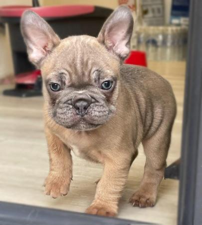Image 3 of 6 week old french bulldog puppies for sale