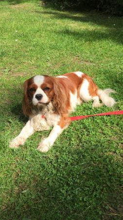 Image 1 of Extensively Health Tested Cavalier King Charles Spaniel Stud