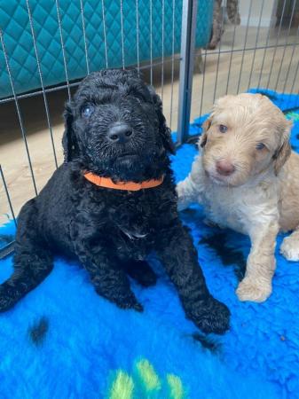 Image 6 of [F5] Curly Coat Labradoodles - Parents DNA tested