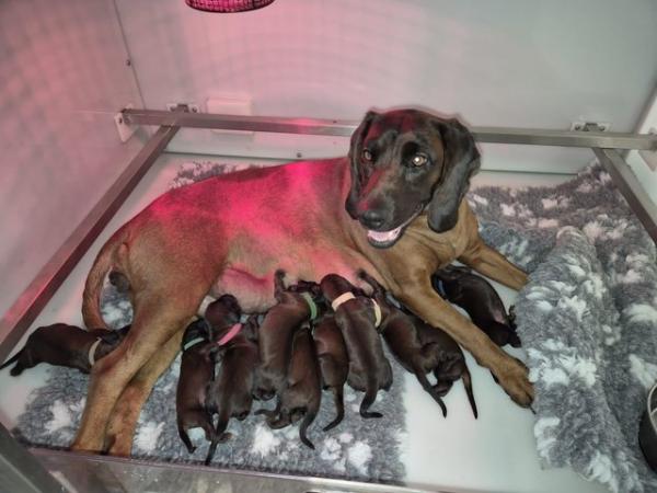 Image 5 of Bavarian Mountain Hounds ready to leave