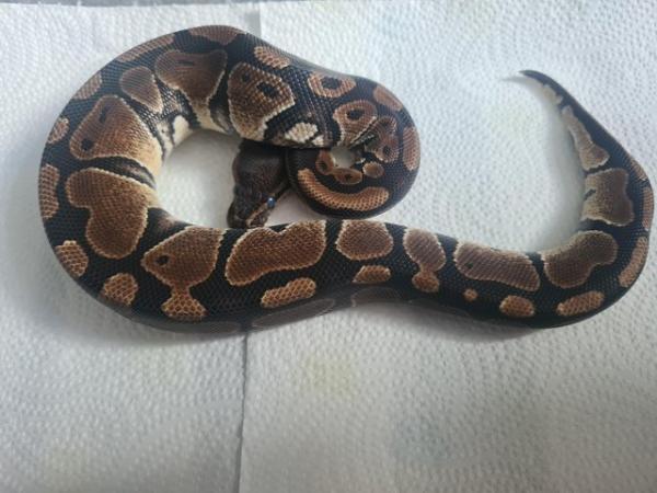 Image 1 of YellowBelly Ball Python - Male CB23