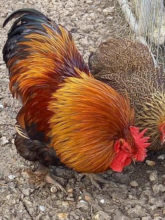 Image 2 of GOLDPARTRIDGE PEKIN chicks/cockerels Ashford