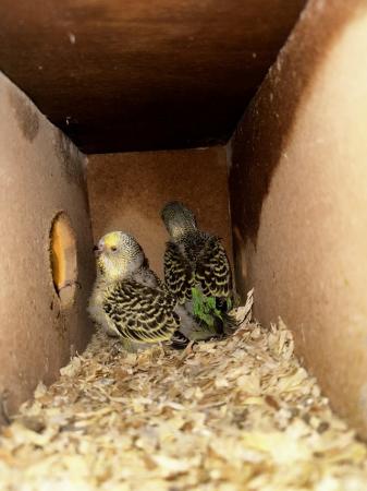 Image 5 of Baby budgies- Exhibition types