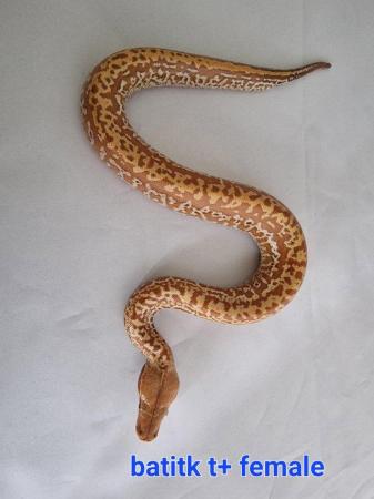 Image 3 of Various blood pythons adults and a year old