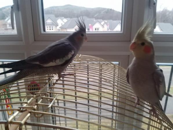 Image 6 of Female , male cockatiels