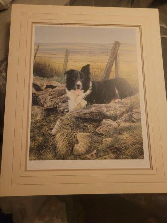 Image 3 of 11 Steven Townsend Limited Edition Prints - Border Collies