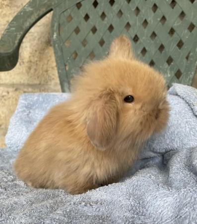 Image 5 of Baby buck Mini lion lop looking for his forever home