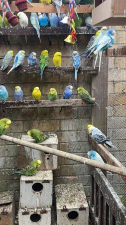 Image 5 of Gorgeous baby/adult budgies for sale