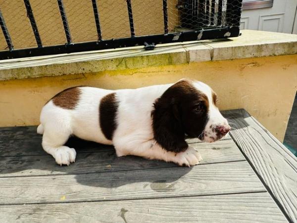 Image 4 of working springer spaniel puppies