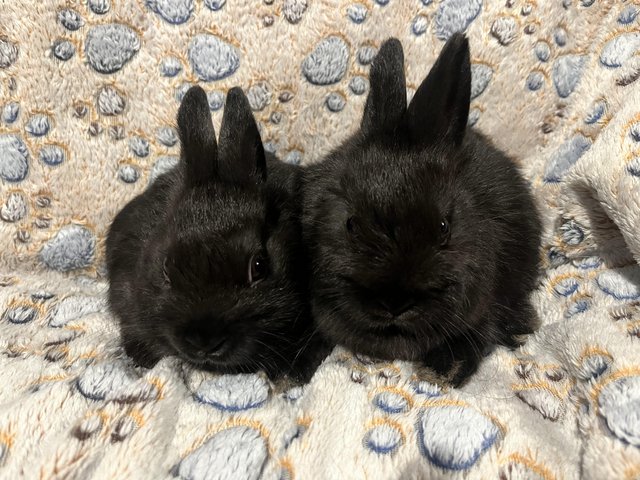 Preview of the first image of 8 weeks old Netherland dwarf rabbits.