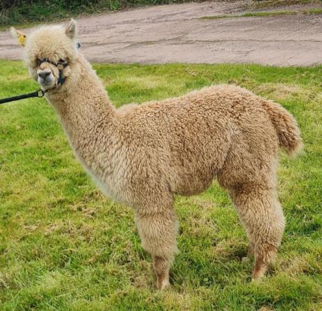 Image 4 of Alpacas - weanling boys available