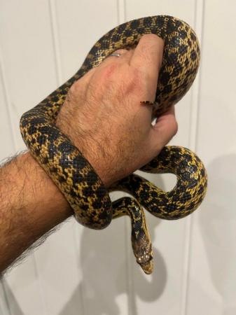 Image 5 of 3 year old female Sonoran Gopher snake