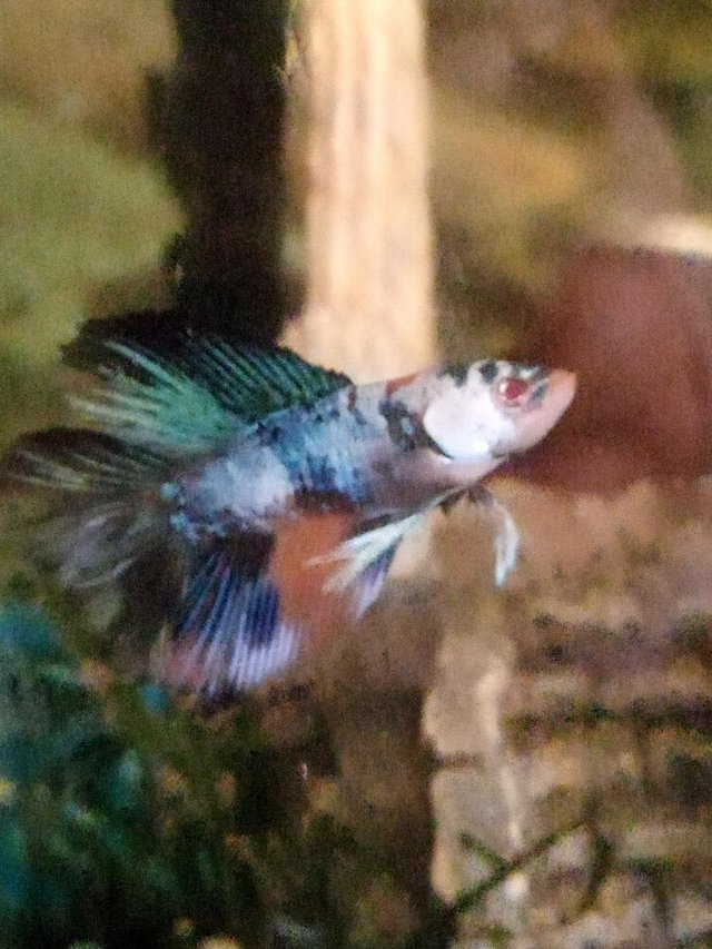 Preview of the first image of UK Bred Betta Splendens Double tail, dragon, fighting fish.