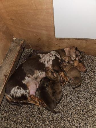 Image 2 of Ready now Tiny mini dachshund puppies