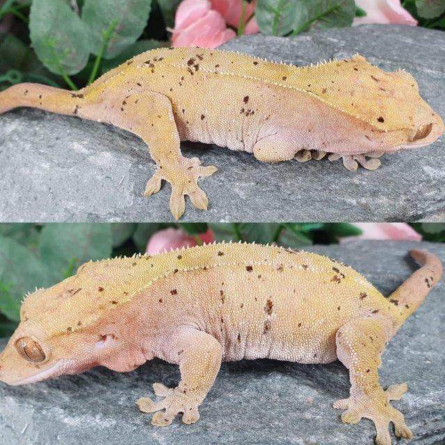 Preview of the first image of Female Dalmatian Crested Gecko.