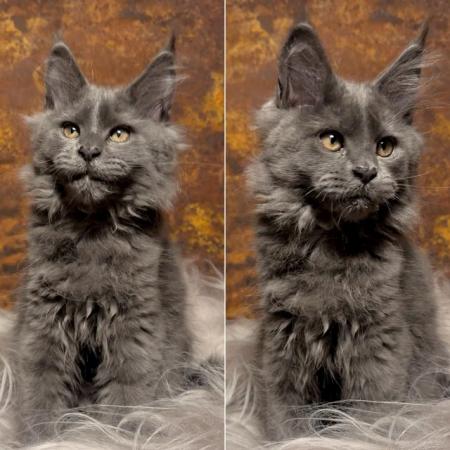 Image 9 of GCCF/ TICA proven blue Maine Coon stud. London