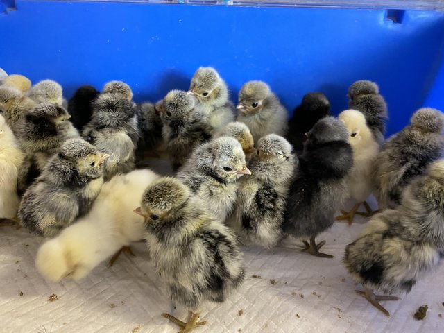 Preview of the first image of Polish Bantam Chicks Frizzle and Smooth.