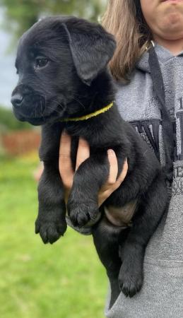 Image 3 of Kc registered chunky Labrador puppies