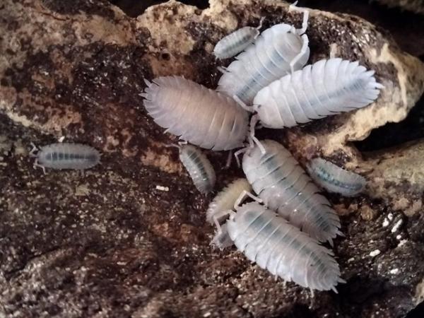 Image 5 of Porcellio baetcensis voilet isopods