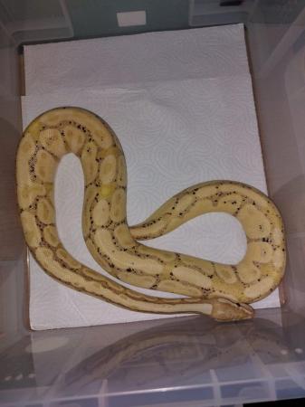 Image 24 of Balll python snakes (Whole collection)