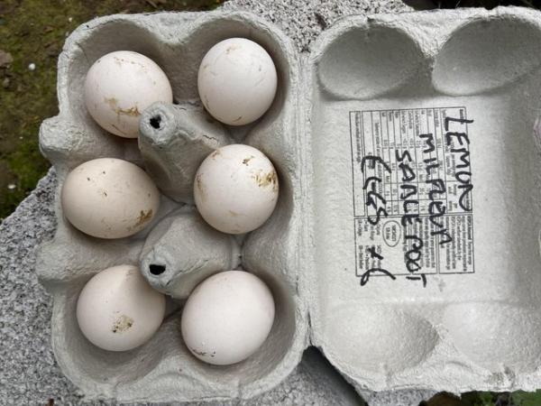 Image 2 of Lemon milfleur Sablepoot bantam hatching eggs
