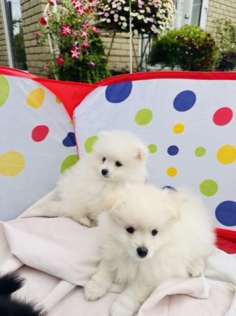 Image 10 of Pomeranian puppies for sale