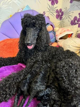 Image 8 of gorgeous standard poodle pups for sale