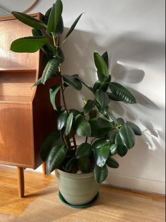 Image 3 of Rubber House plant indoor