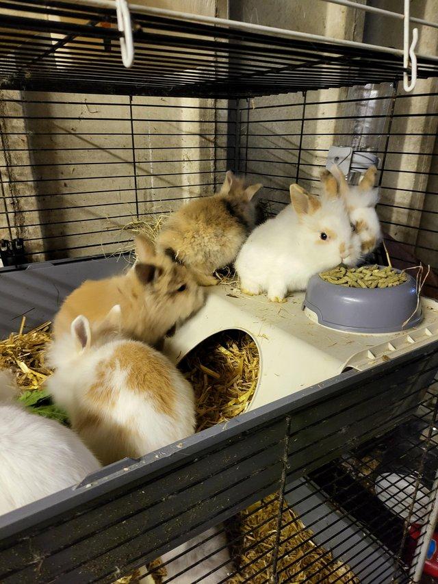 Preview of the first image of Hand Raised Baby Rabbits for sale.