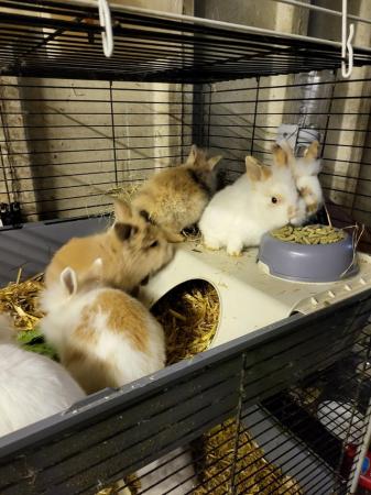 Image 1 of Hand Raised Baby Rabbits for sale