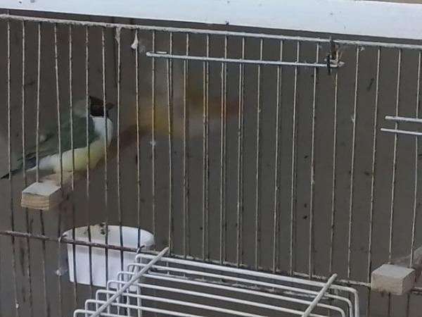 Image 1 of Gouldian and Bengalese finches for sale