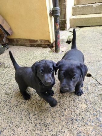 Image 3 of READY TO LEAVE8 weeks old black labrador puppies